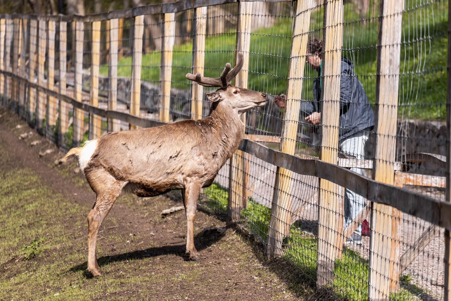 Олені, міфічні статуї і магнолії. Фото весняної «Софіївки»