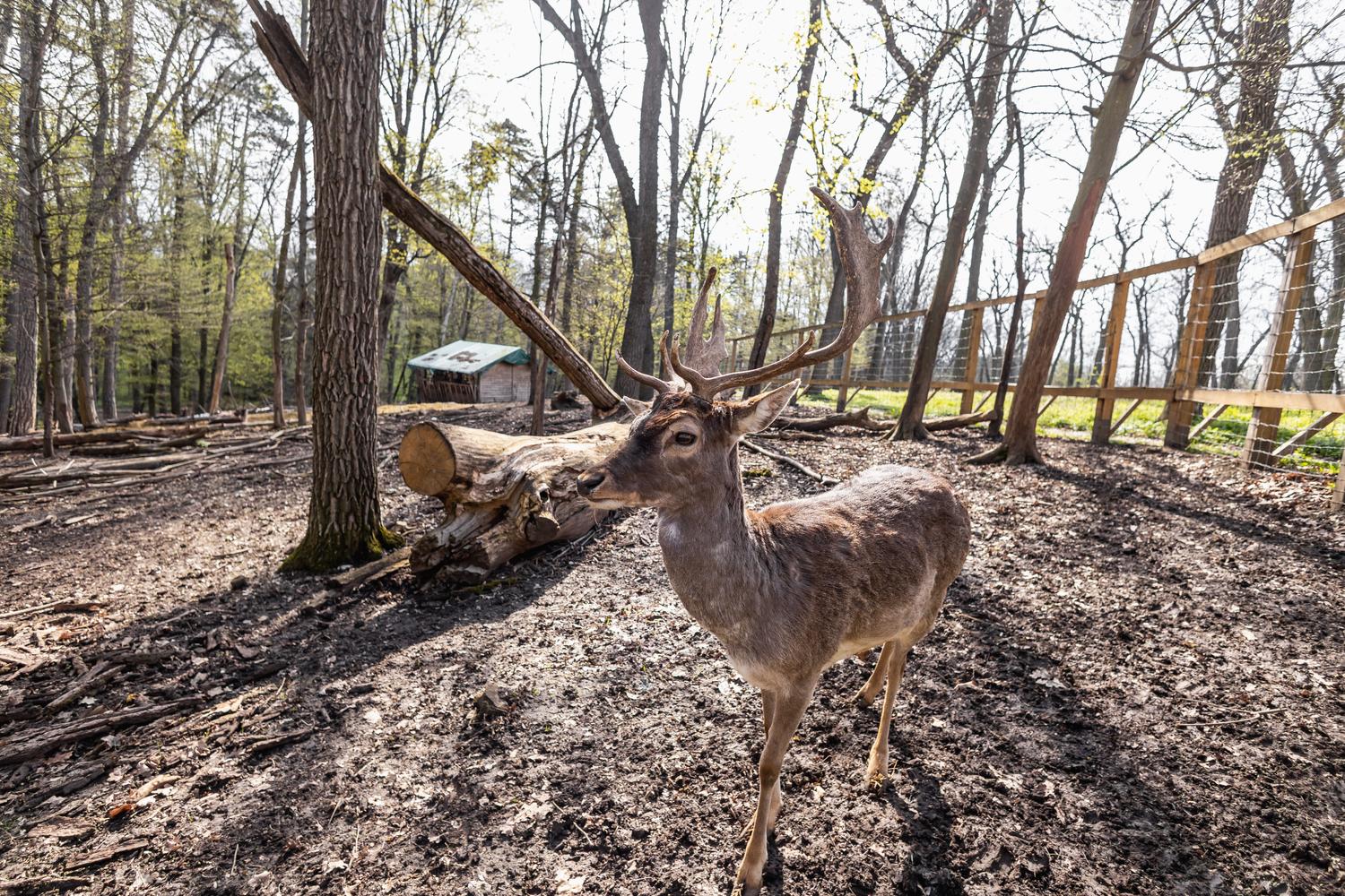 Олені, міфічні статуї і магнолії. Фото весняної «Софіївки» - фото 3