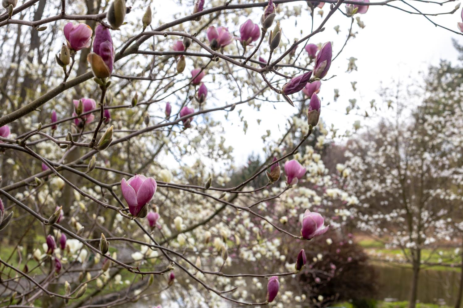 Олені, міфічні статуї і магнолії. Фото весняної «Софіївки» - фото 9