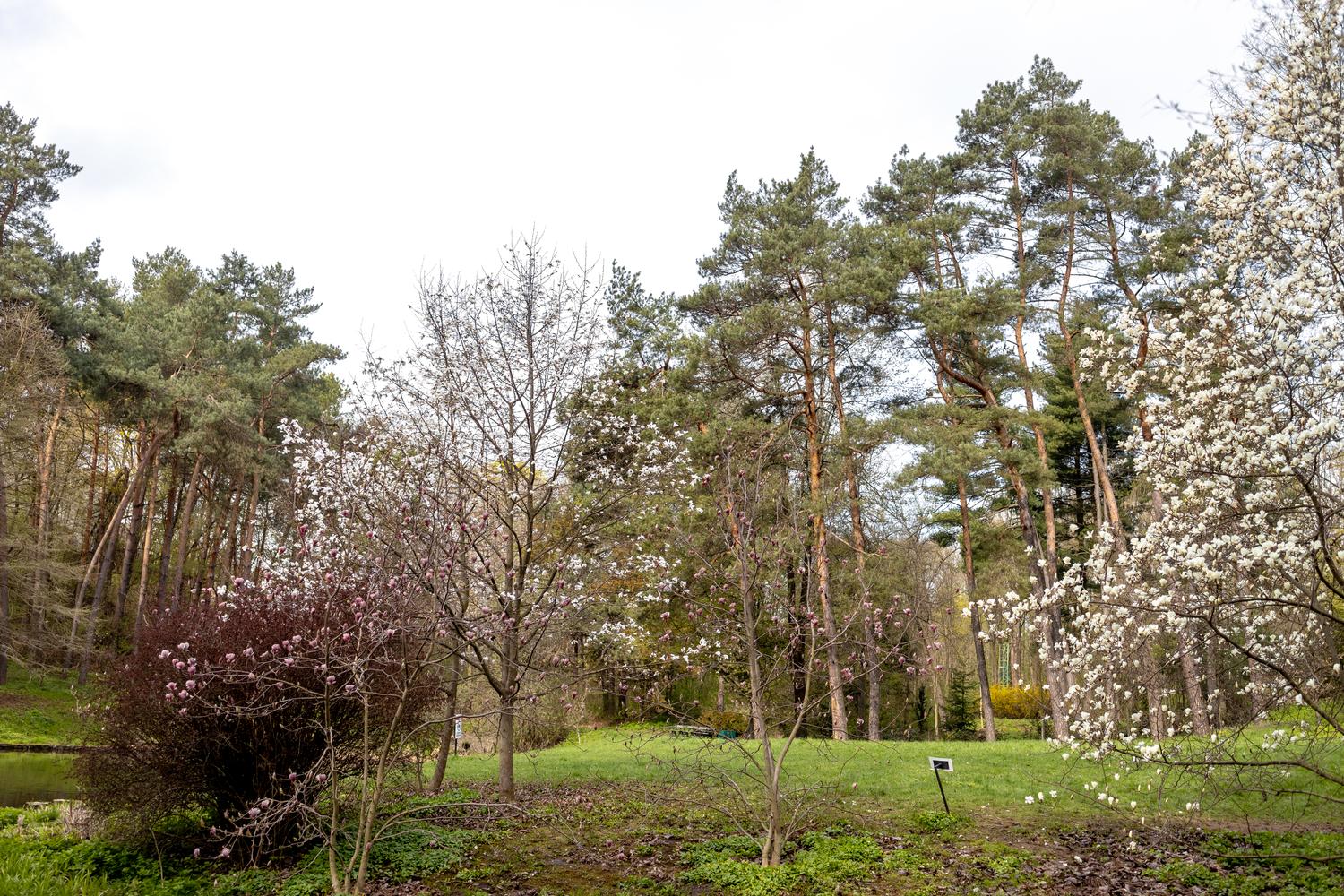 Олені, міфічні статуї і магнолії. Фото весняної «Софіївки» - фото 11