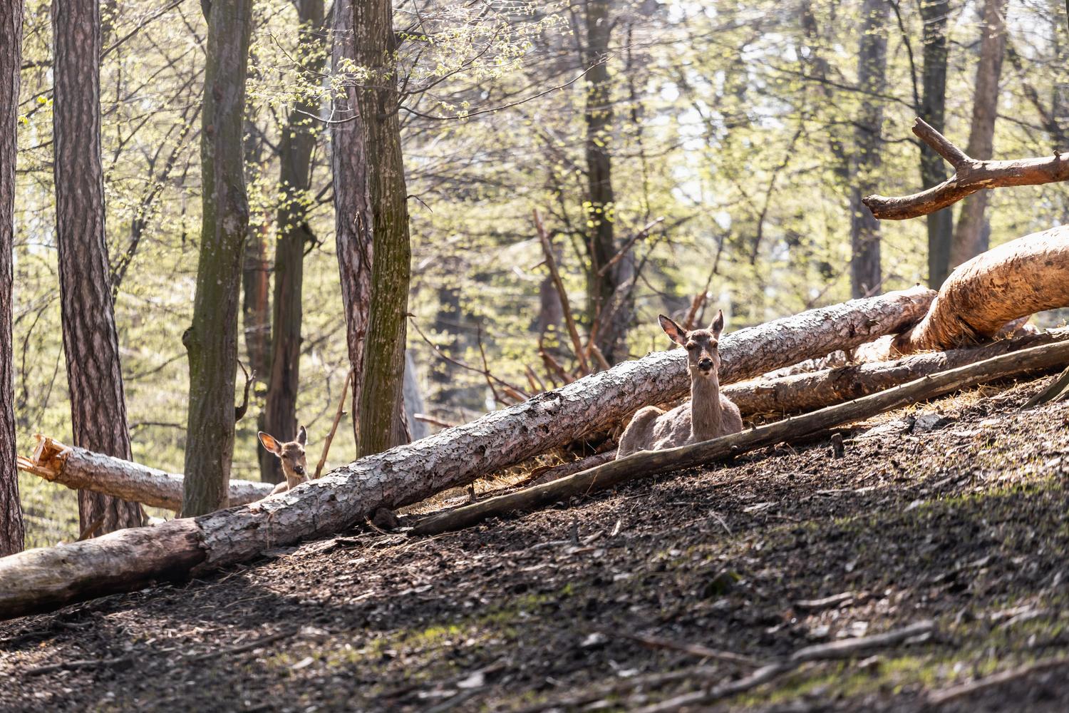 Олені, міфічні статуї і магнолії. Фото весняної «Софіївки» - фото 21