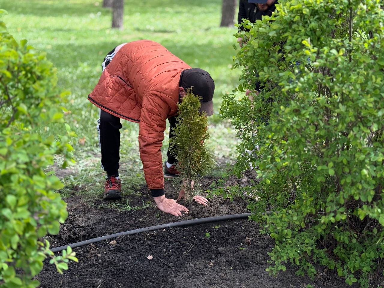 Понад 40 туй висадили в Ірпені як символ пам’яті про оборону міста - фото 3