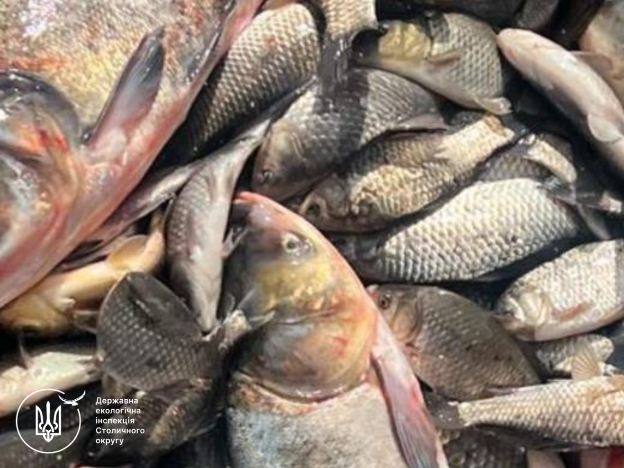 Фермер із Київщини незаконно наловив риби на 6 млн грн - фото 5