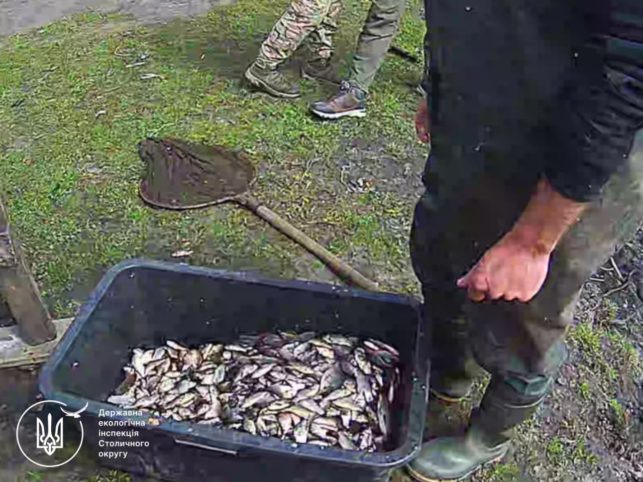 Фермер із Київщини незаконно наловив риби на 6 млн грн