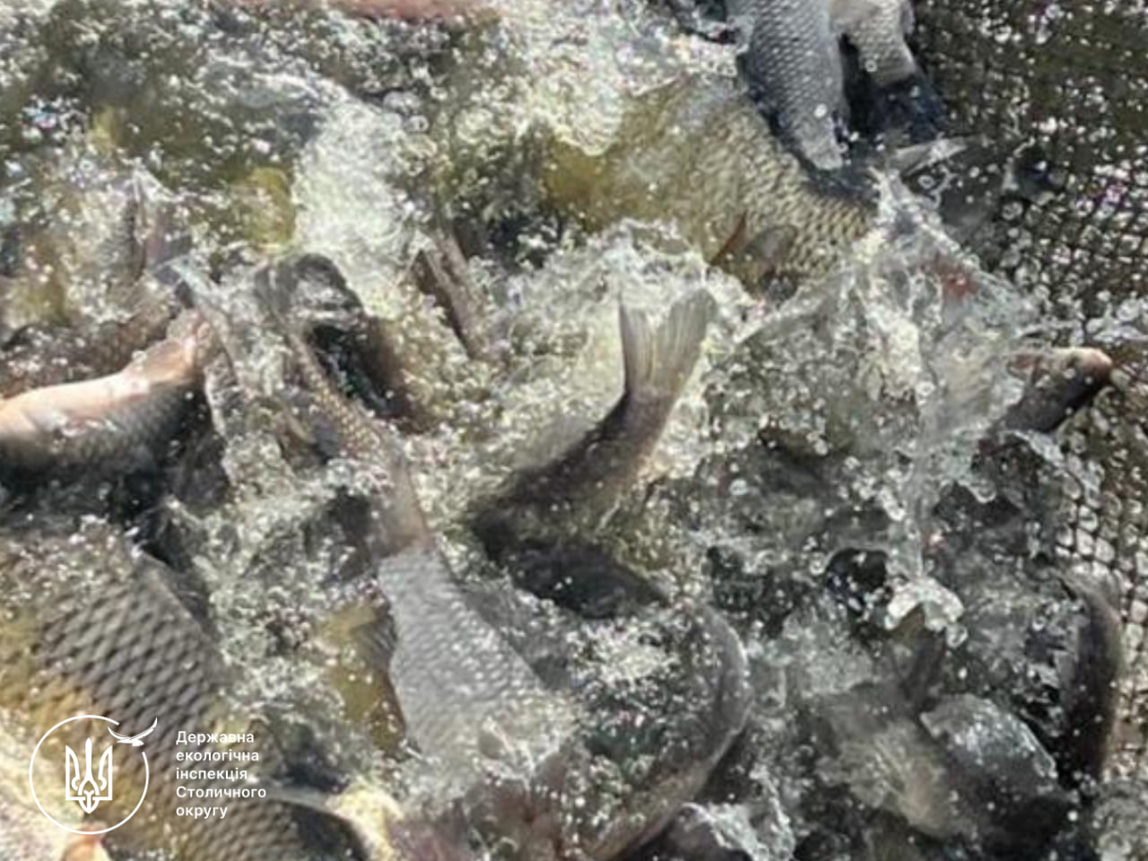 Фермер із Київщини незаконно наловив риби на 6 млн грн - фото 2