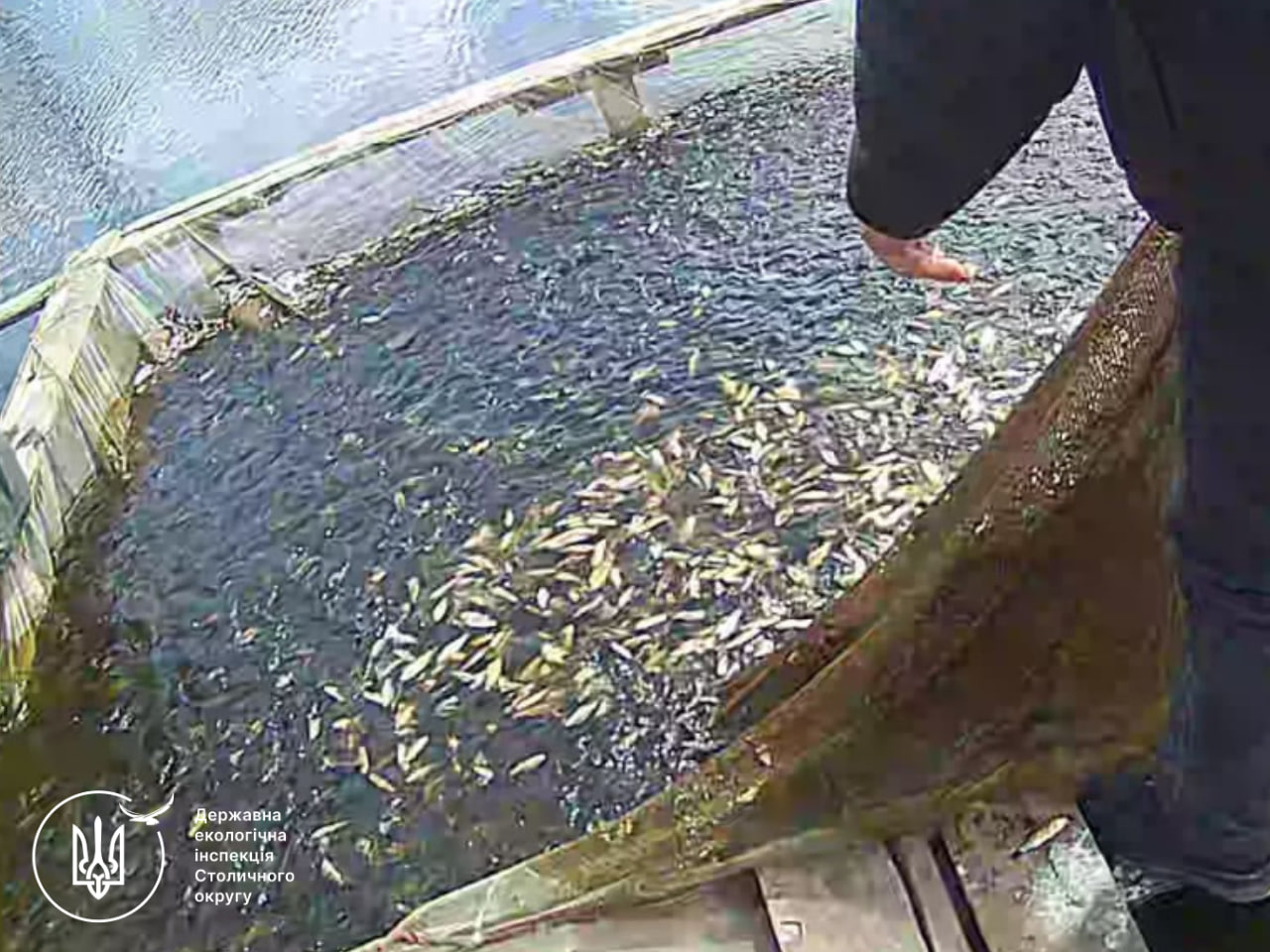 Фермер із Київщини незаконно наловив риби на 6 млн грн - фото 7