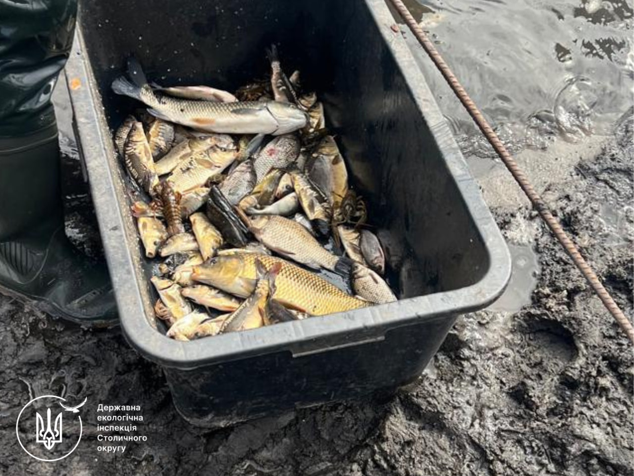 Фермер із Київщини незаконно наловив риби на 6 млн грн - фото 3
