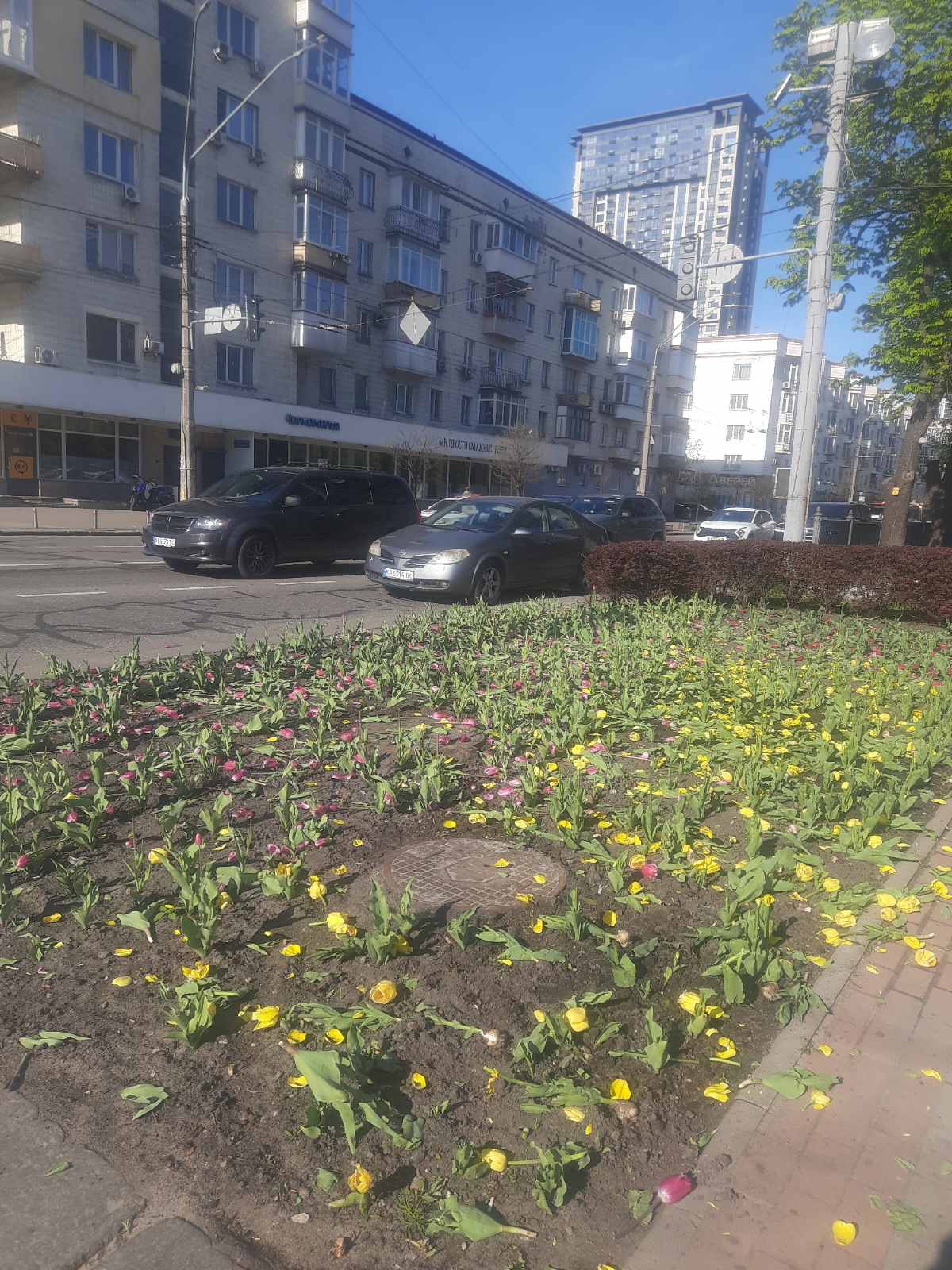 Поки одні висаджують — інші нищать: у Києві вночі знищили тюльпани в двох районах - фото 5