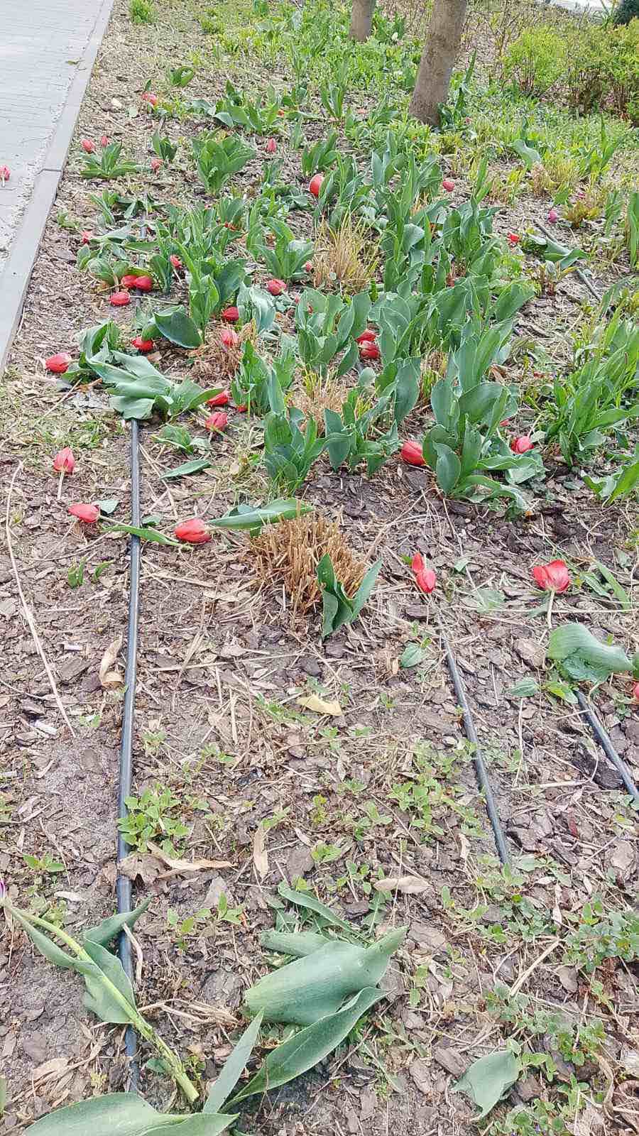 Поки одні висаджують — інші нищать: у Києві вночі знищили тюльпани в двох районах - фото 4