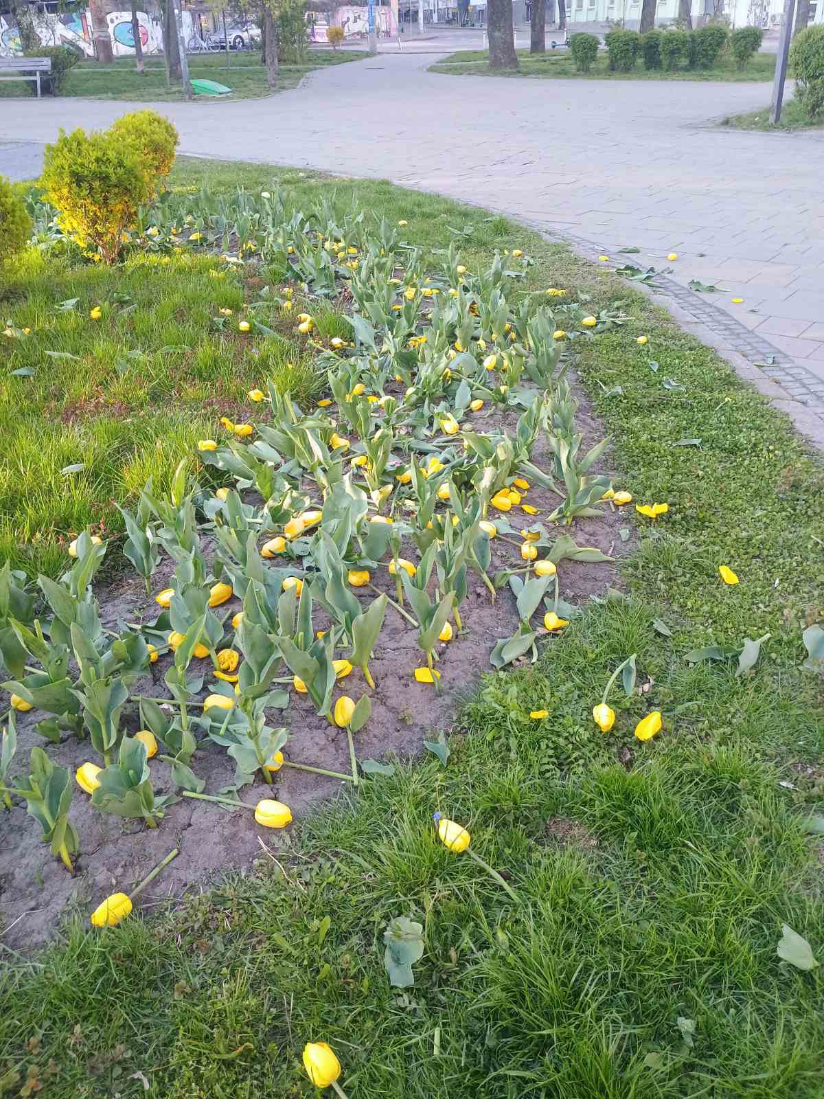 Поки одні висаджують — інші нищать: у Києві вночі знищили тюльпани в двох районах - фото 3