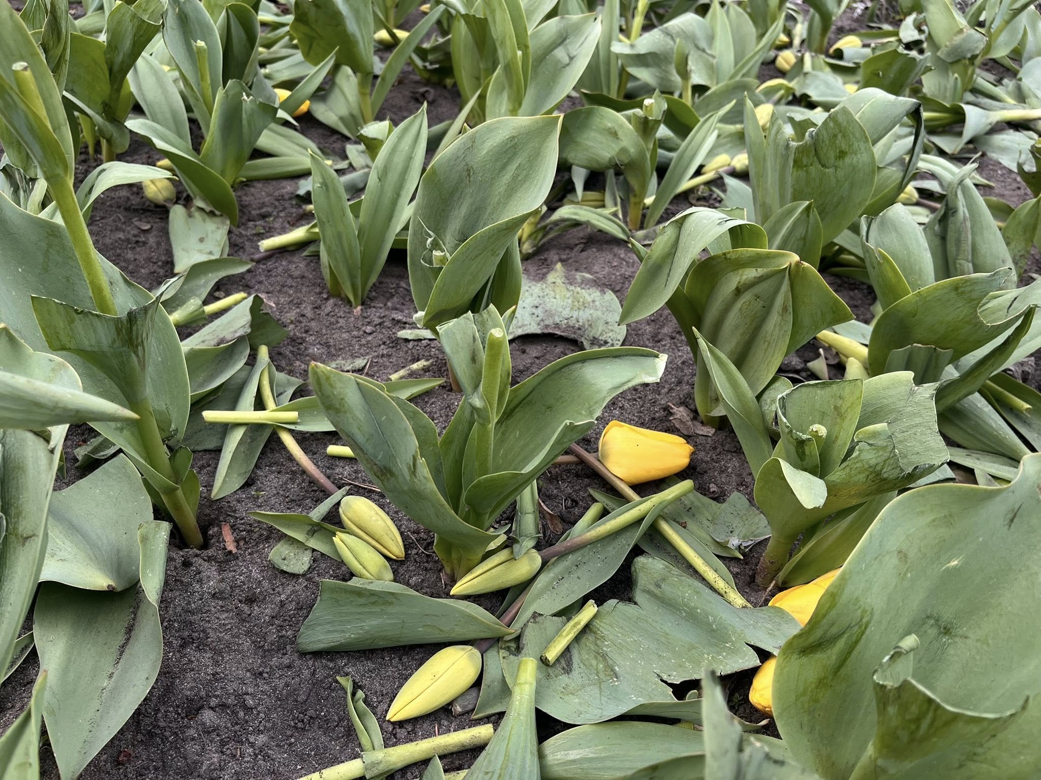 Поки одні висаджують — інші нищать: у Києві вночі знищили тюльпани в двох районах - фото 2