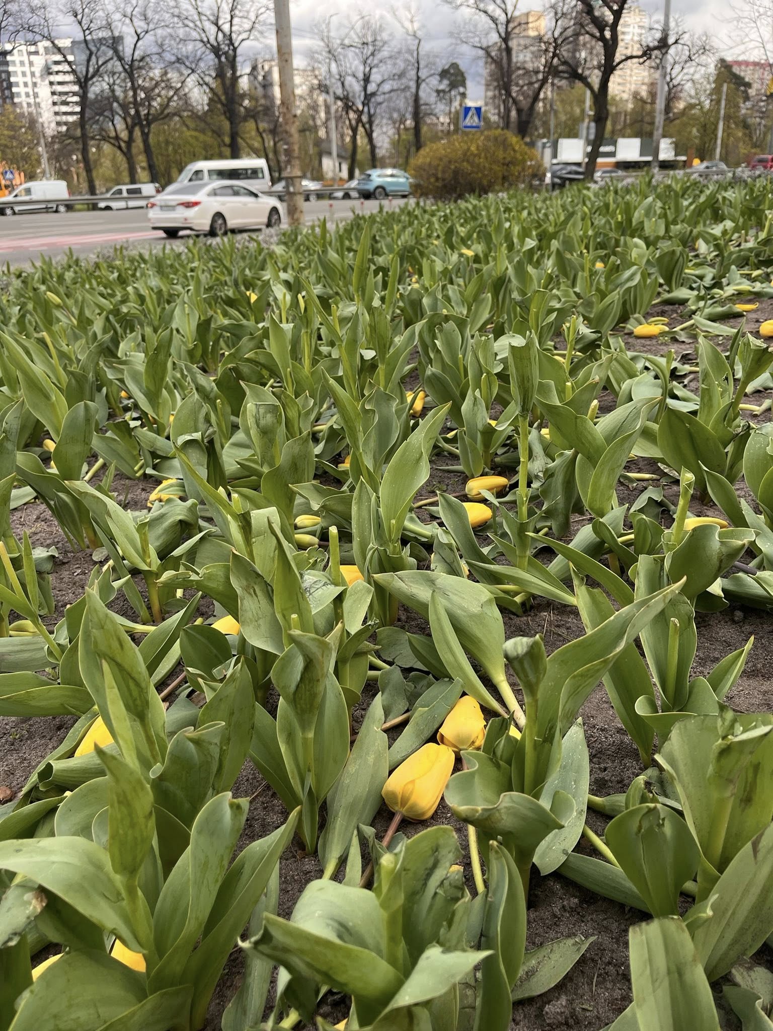 Поки одні висаджують — інші нищать: у Києві вночі знищили тюльпани в двох районах