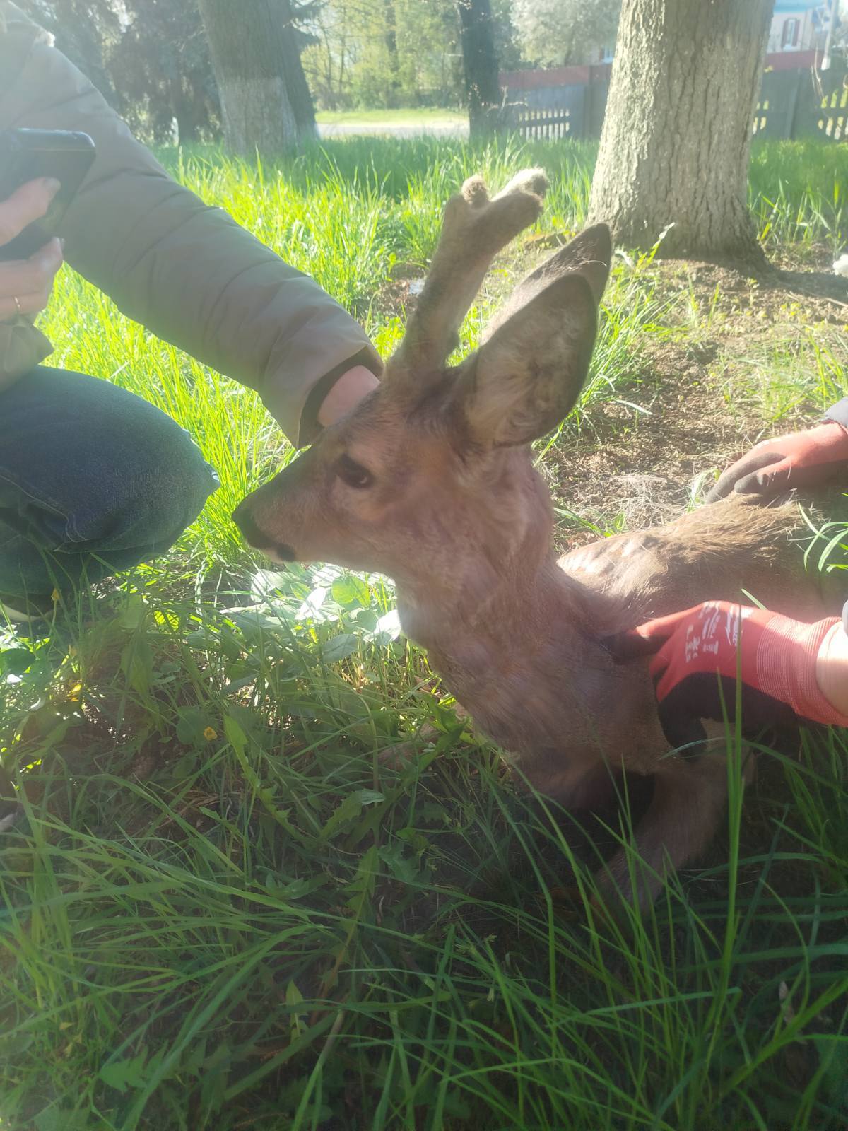 Дику косулю врятували у селі на Черкащині