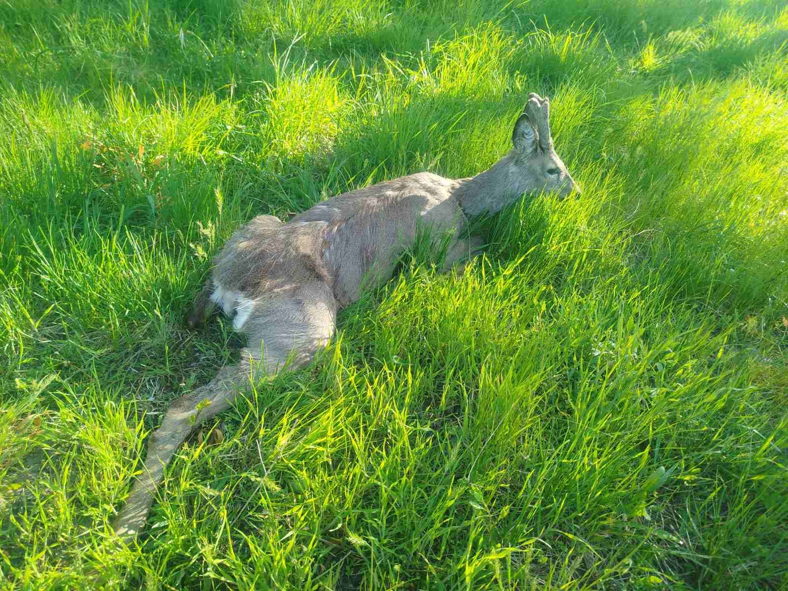 Дику косулю врятували у селі на Черкащині - фото 2