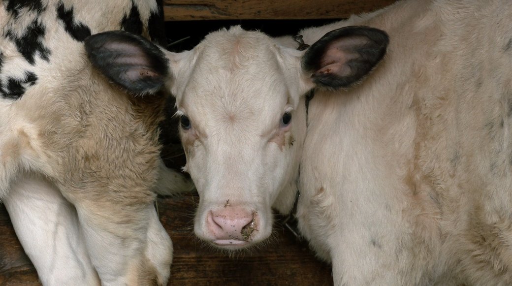 Дотації на худобу: як фермери Черкащини подають заявки на держпідтримку - фото 2