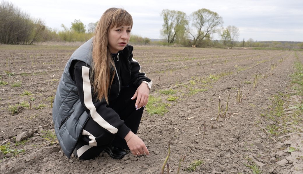 Заморозки вдарили по врожаю: на Черкащині фермери рахують збитки через знищену спаржу