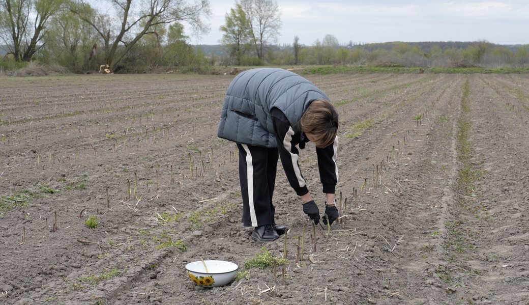 Заморозки вдарили по врожаю: на Черкащині фермери рахують збитки через знищену спаржу - фото 2
