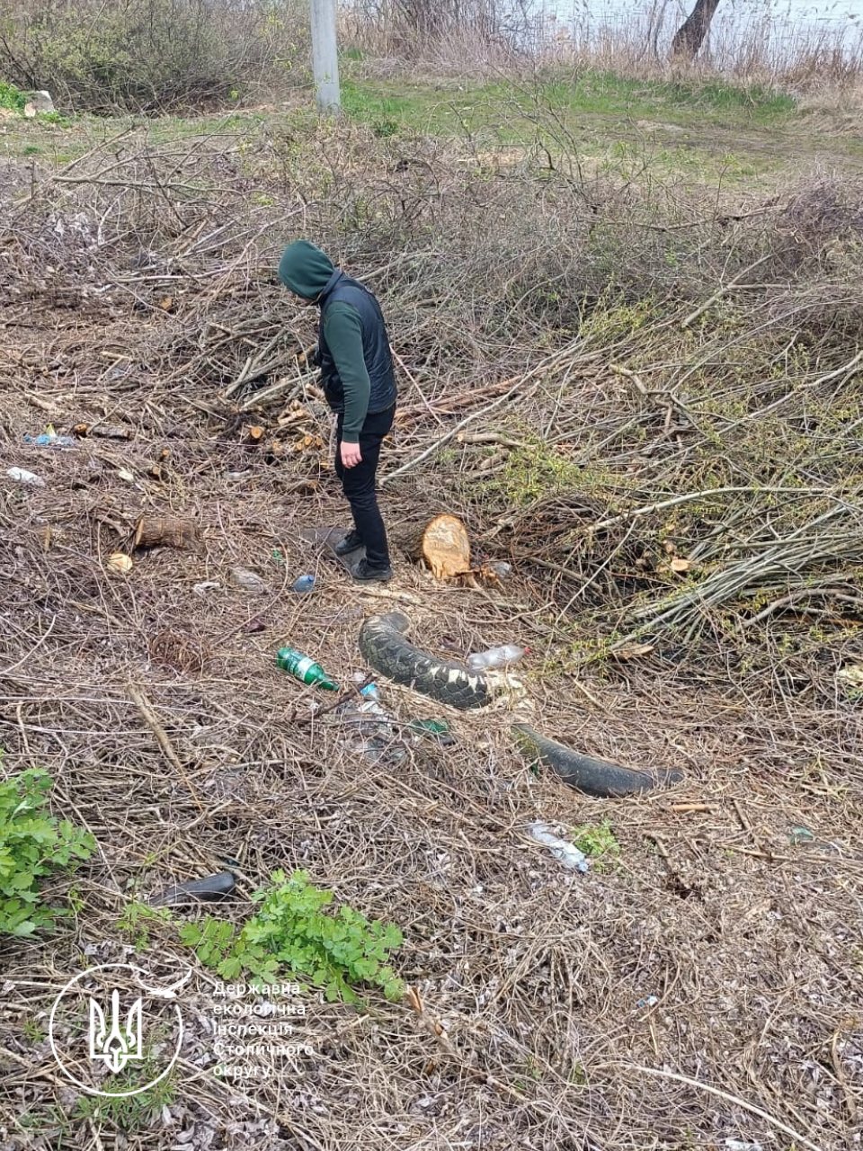 На території заказника в Києві пошкодили 122 дерева: збитки перевищили 2,6 млн грн - фото 7