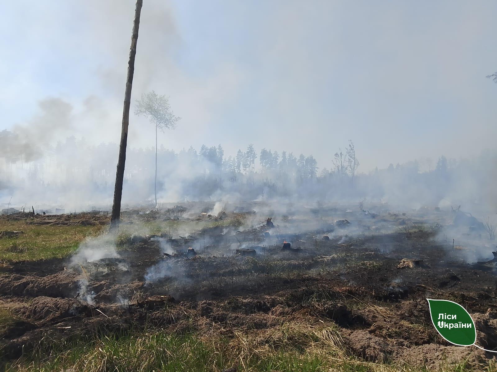 Уламки БпЛА спричинили пожежу в надлісництві на Київщині - фото 3