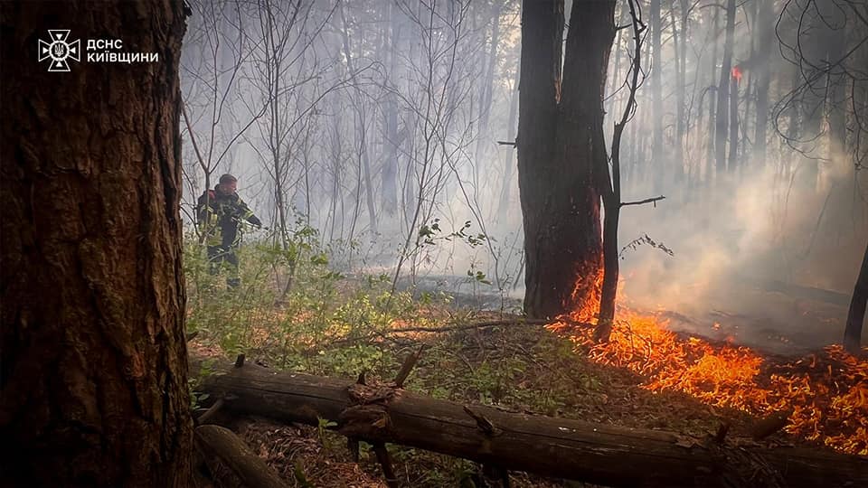 На Київщині масштабна лісова пожежа. ВІДЕО - фото 8