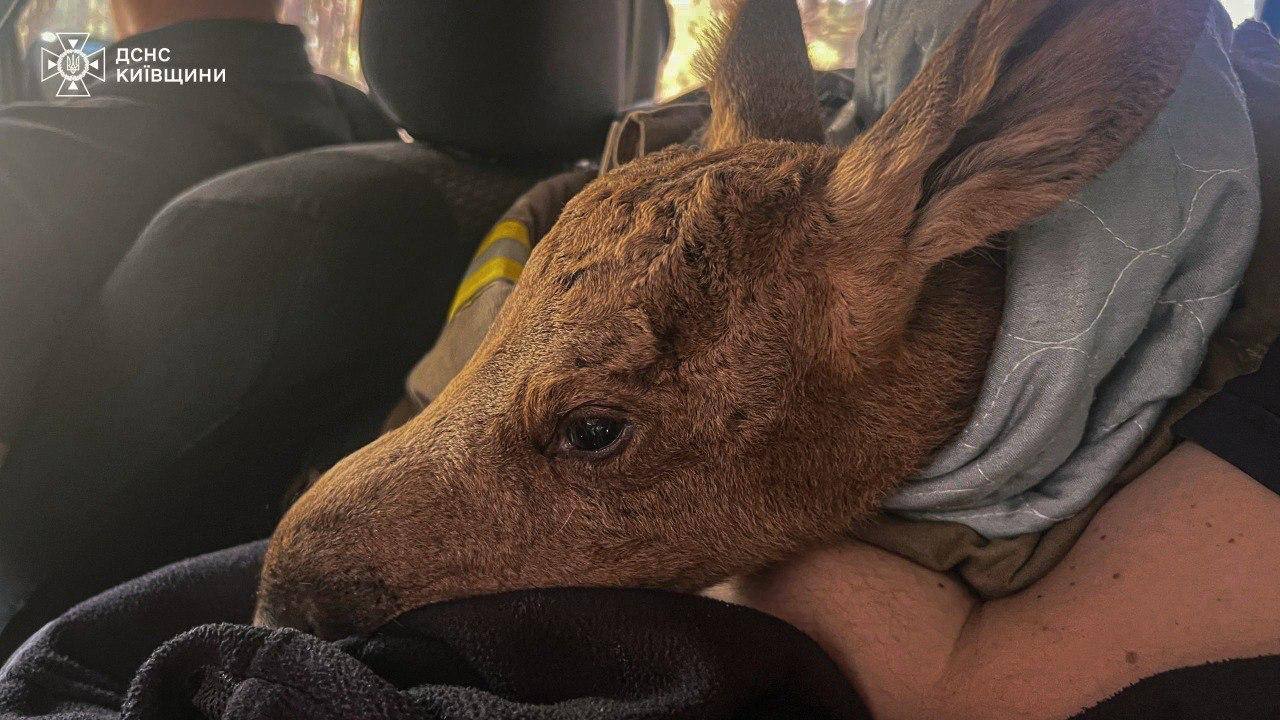В Чорнобильському лісі, де зараз лютує пожежа, врятували лосеня