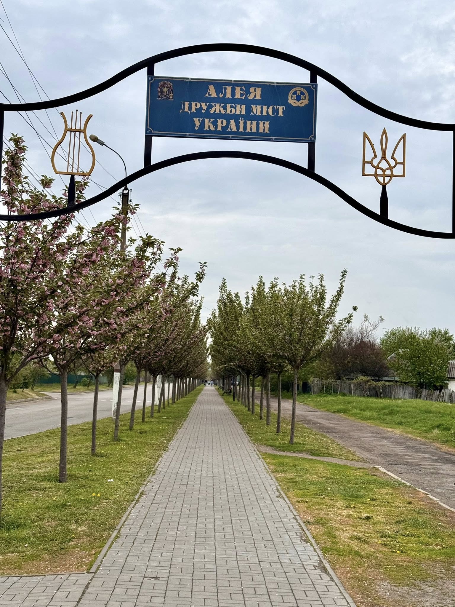 На Черкащині квітне одна з найбільший алей сакур в Україні. Фото - фото 18