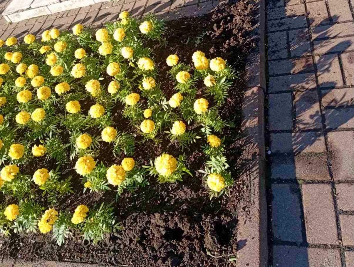 У Києві знову вкрали квіти з міських клумб