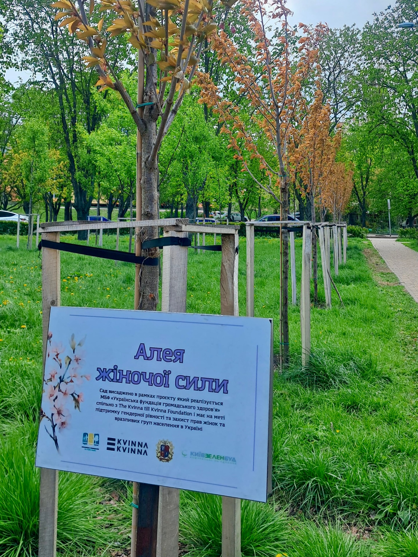 Киян запрошують відвідати алею сакур, присвячену жіночій силі