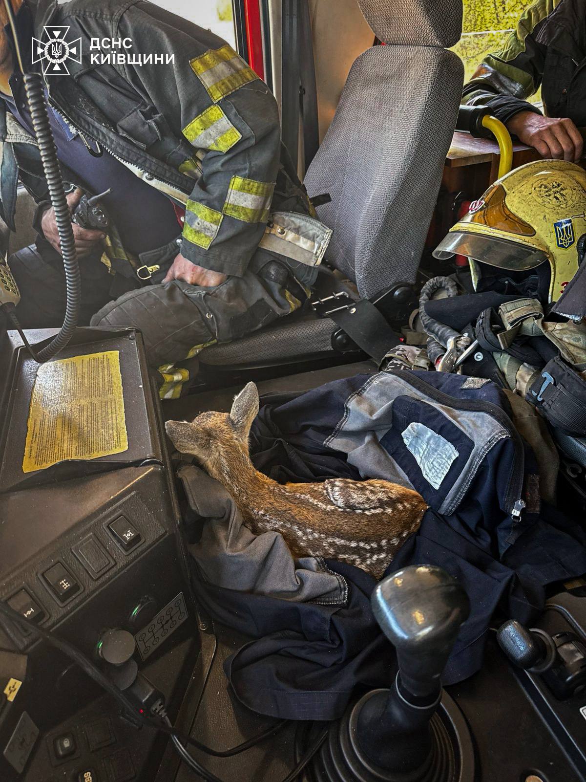 Рятувальники Київщини врятували двох оленят - фото 4