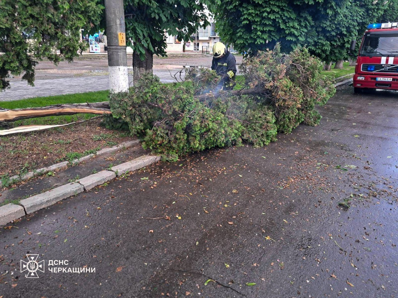 Сильний вітер повалив дерева у двох районах Черкащини - фото 3