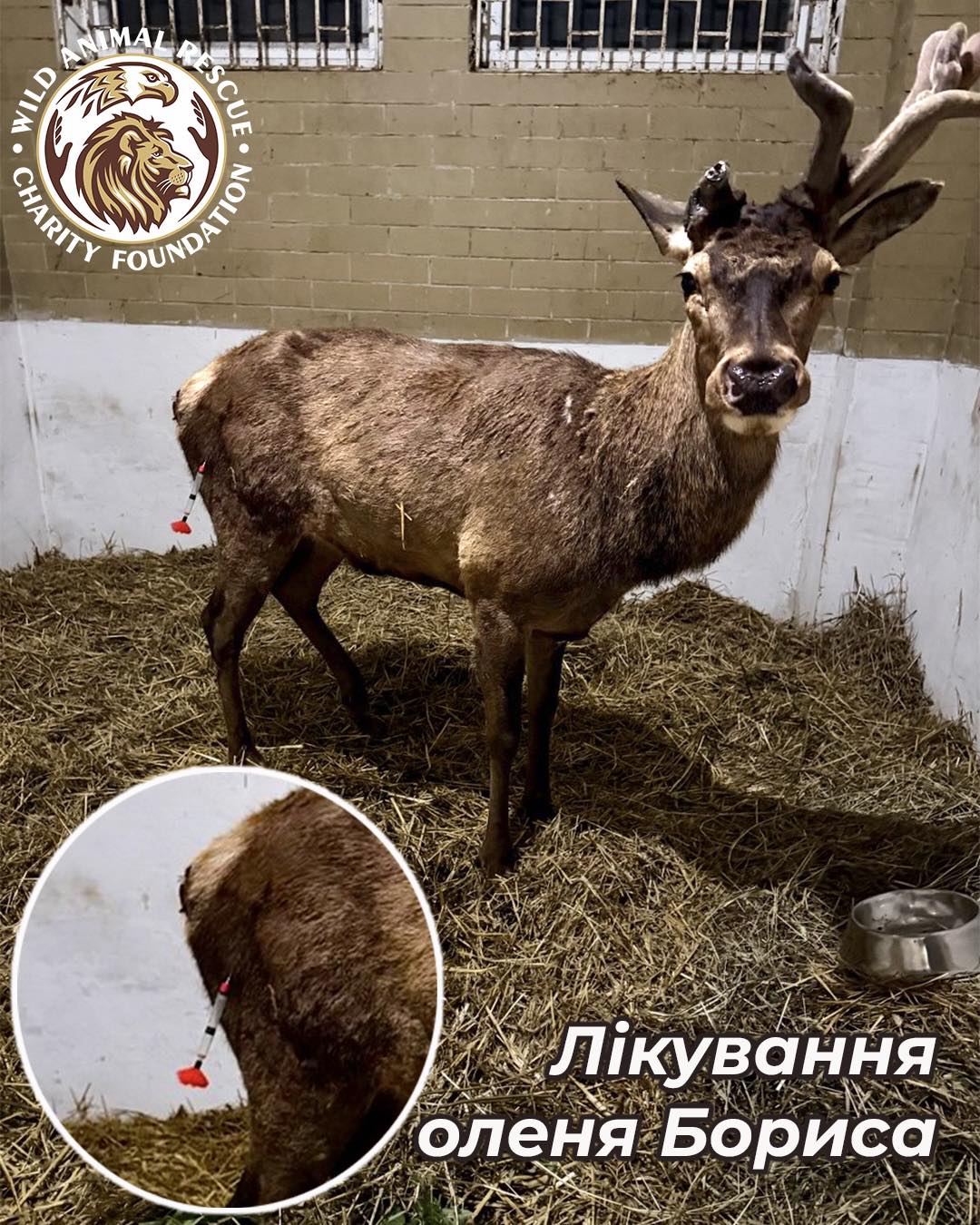 Загальний стан оленя Бориса, який постраждав в ДТП, досить тяжкий - WARC