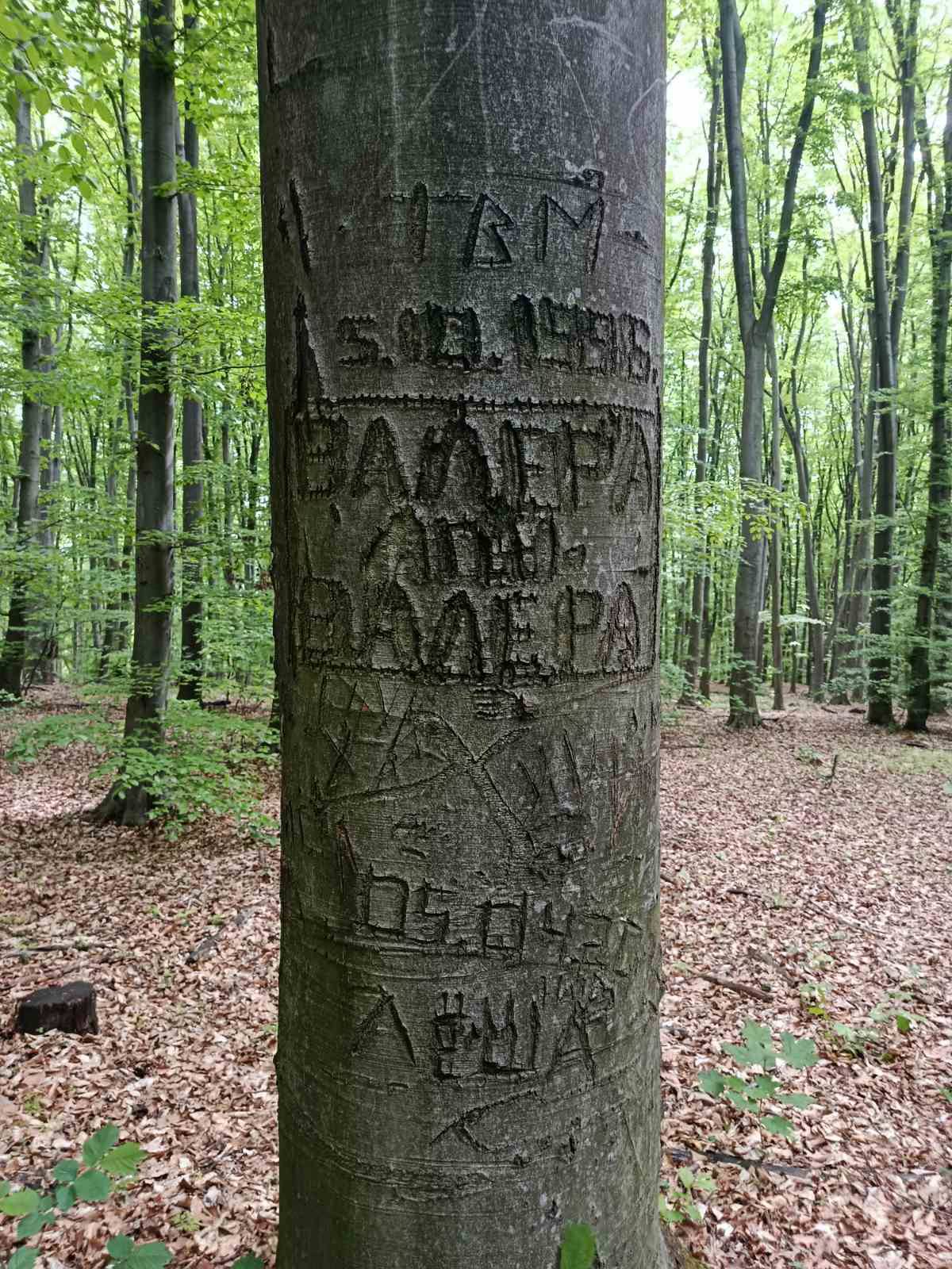 У Голосіївському парку закликали не вирізати написи на деревах - фото 2