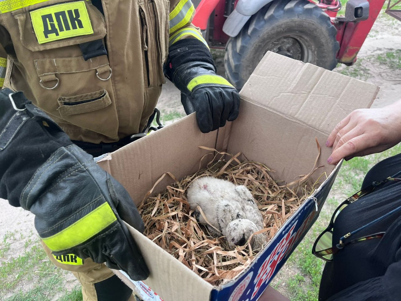 На Черкащині врятували лелеченя, яке випало з гнізда. Фото