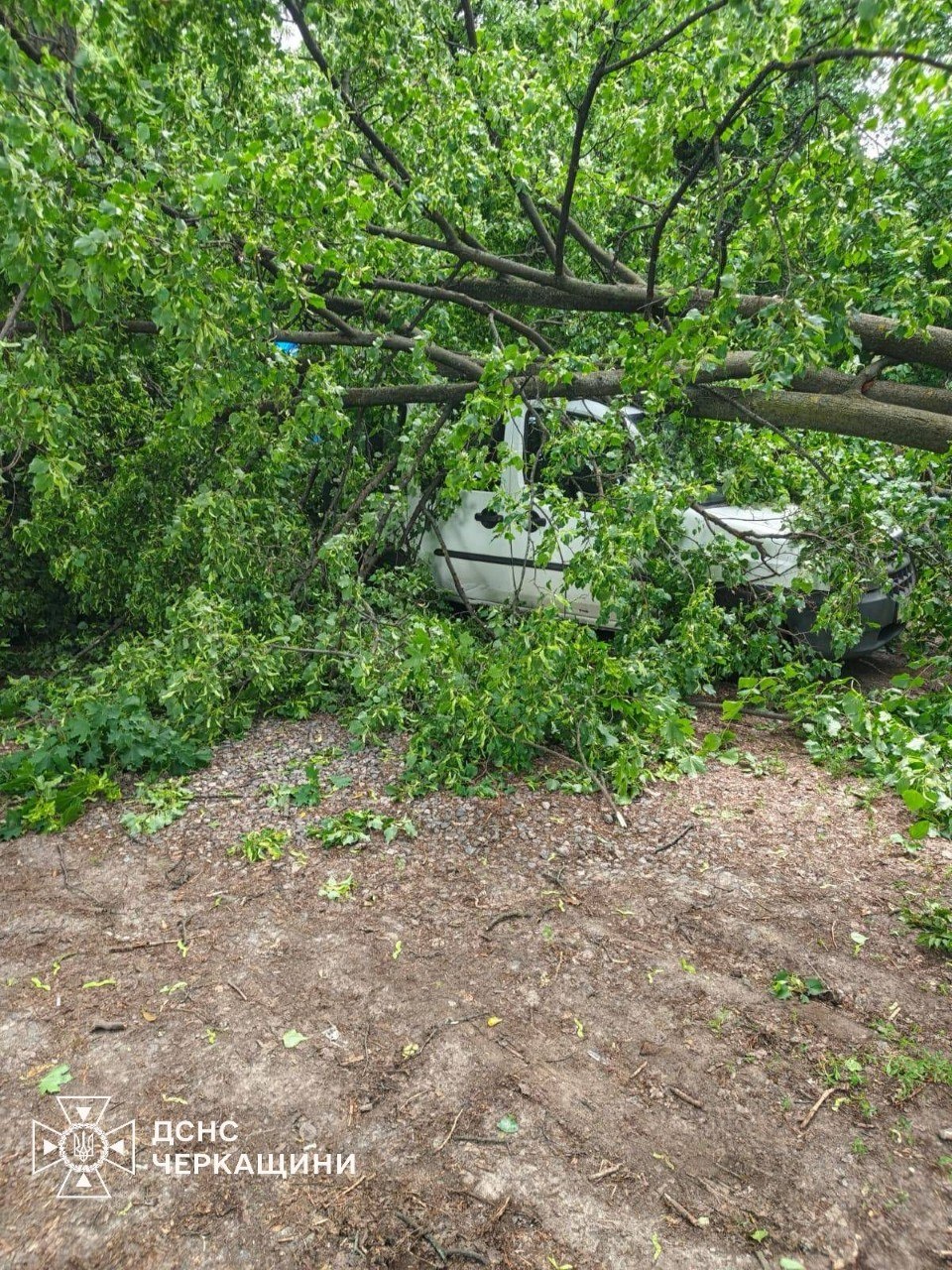 Негода на Черкащині повалила дерева та заблокувала дороги: рятувальники десятки разів виїжджали на виклики