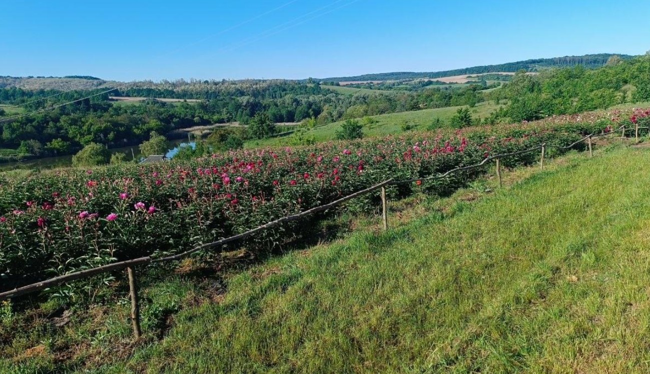 Яр півоній починає квітнути на Черкащині. Фото