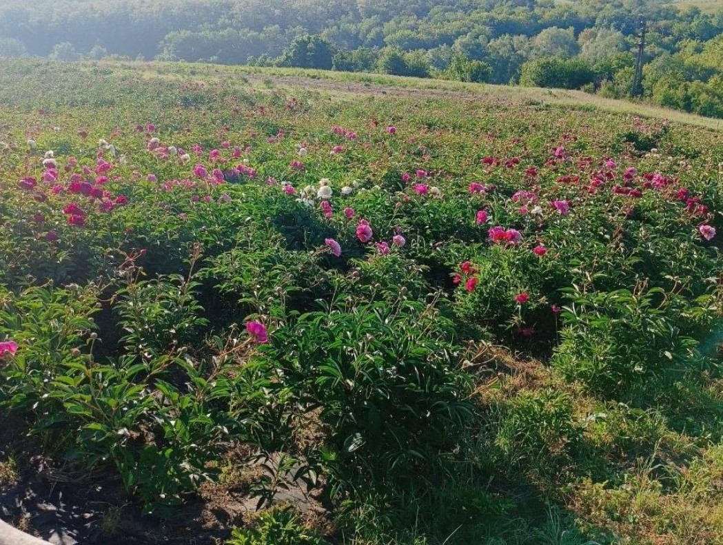 Яр півоній починає квітнути на Черкащині. Фото - фото 2