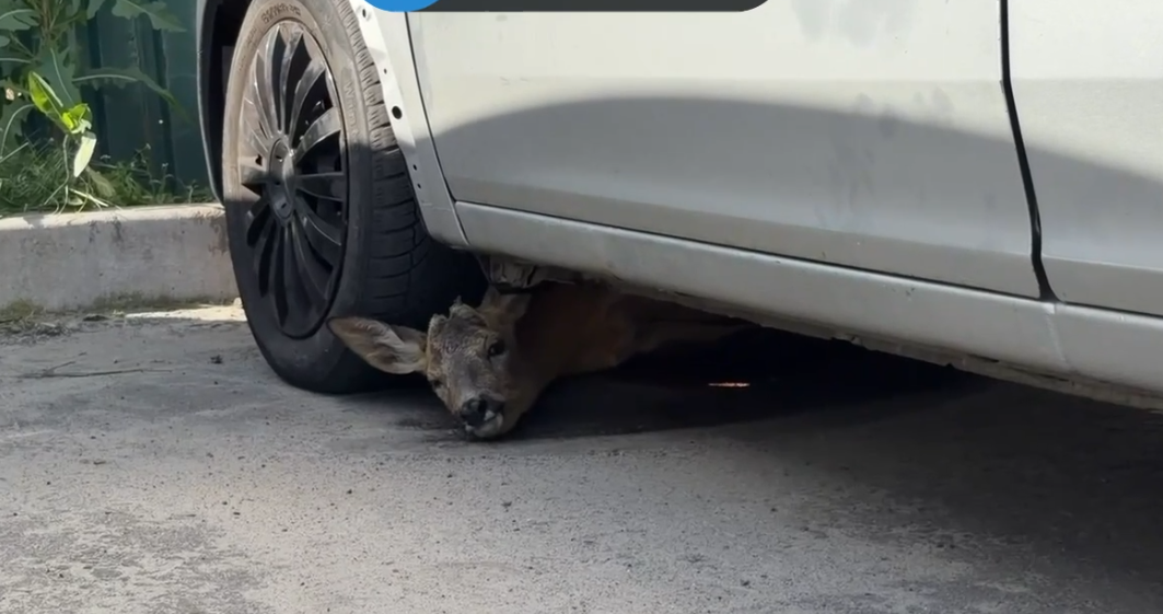 У Києві маленьке оленятко залізло під машину, ховаючись від обстрілу