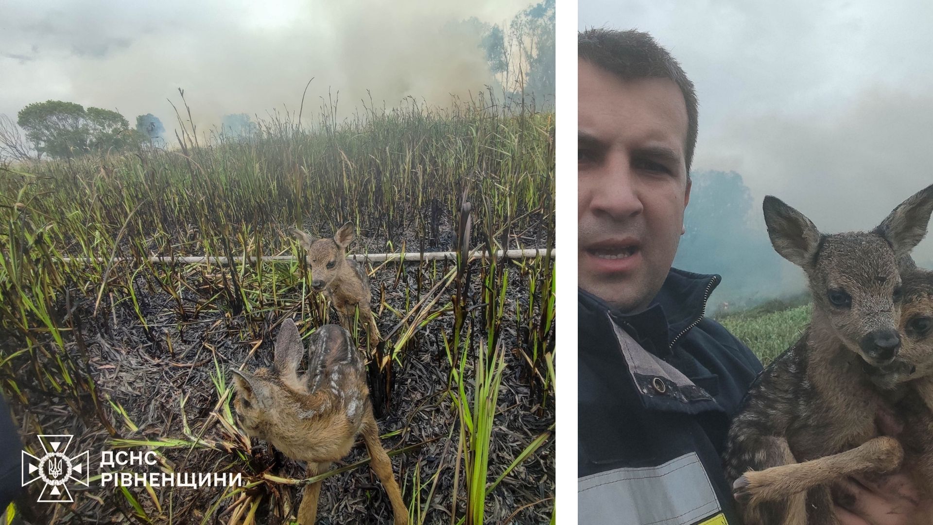 На Рівненщині під час пожежі сухостою рятувальники врятували двох оленят