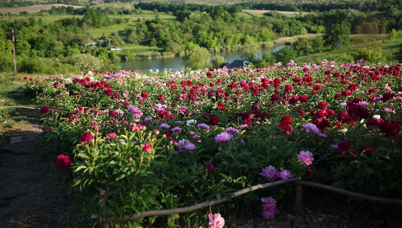 Рай на землі: блогерка показала неймовірний Яр півоній на Черкащині. Фото - фото 12