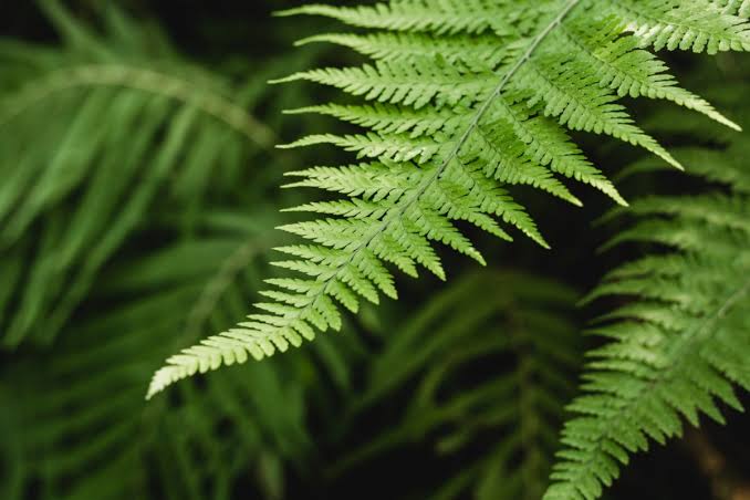 Коли Івана Купала у 2026 році: традиції, обряди та як святкувати - фото 3