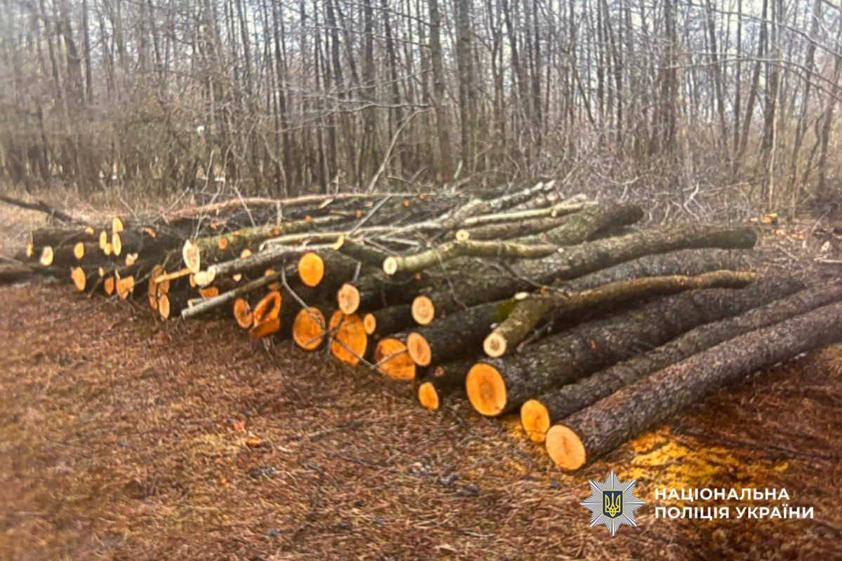 На Черкащині підприємець незаконно зрізав понад 300 дерев - фото 2