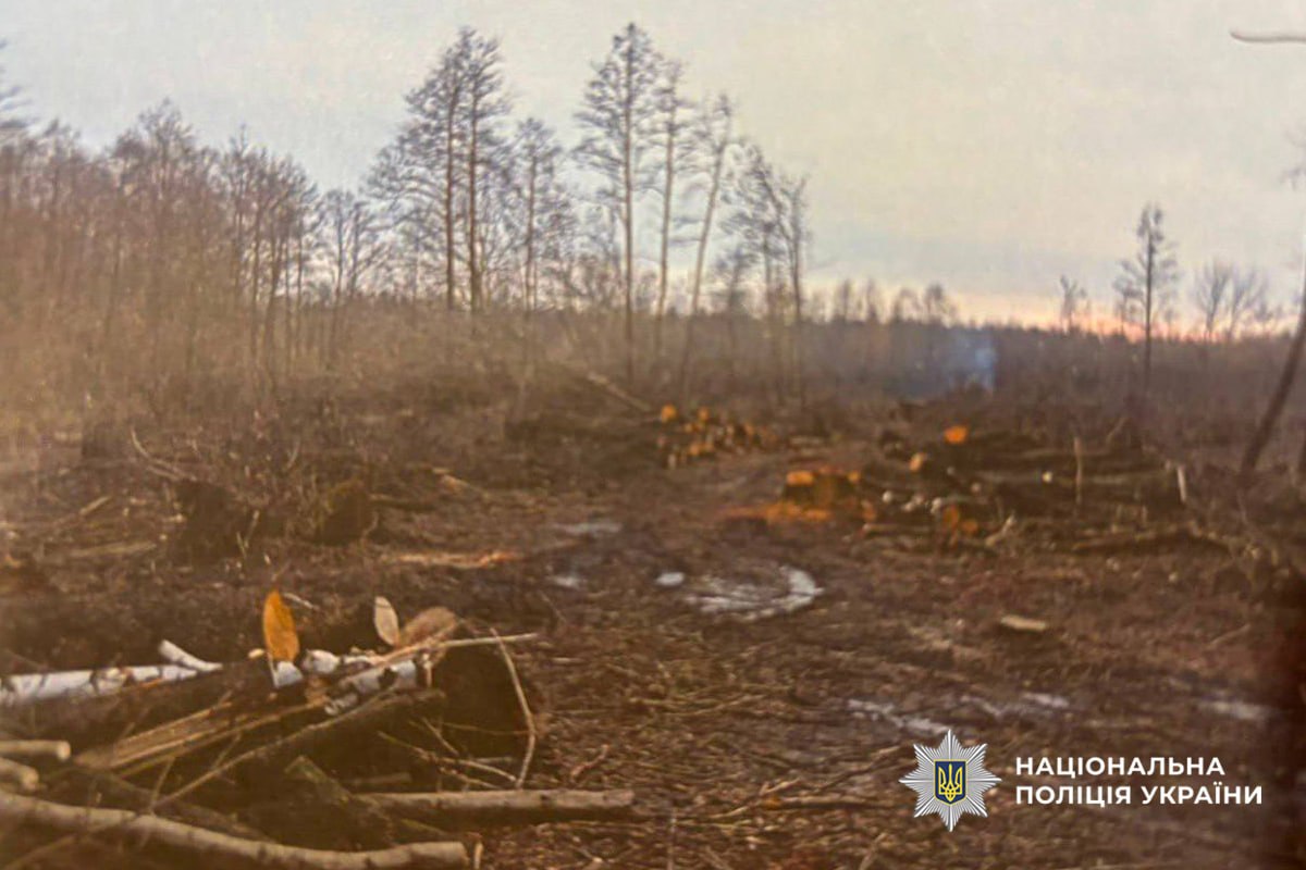 На Черкащині підприємець незаконно зрізав понад 300 дерев - фото 3