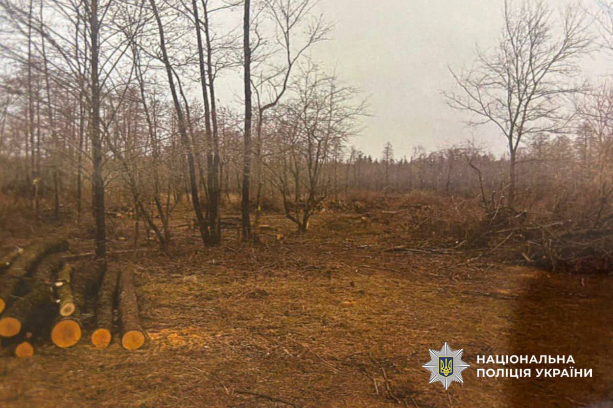На Черкащині підприємець незаконно зрізав понад 300 дерев - фото 4