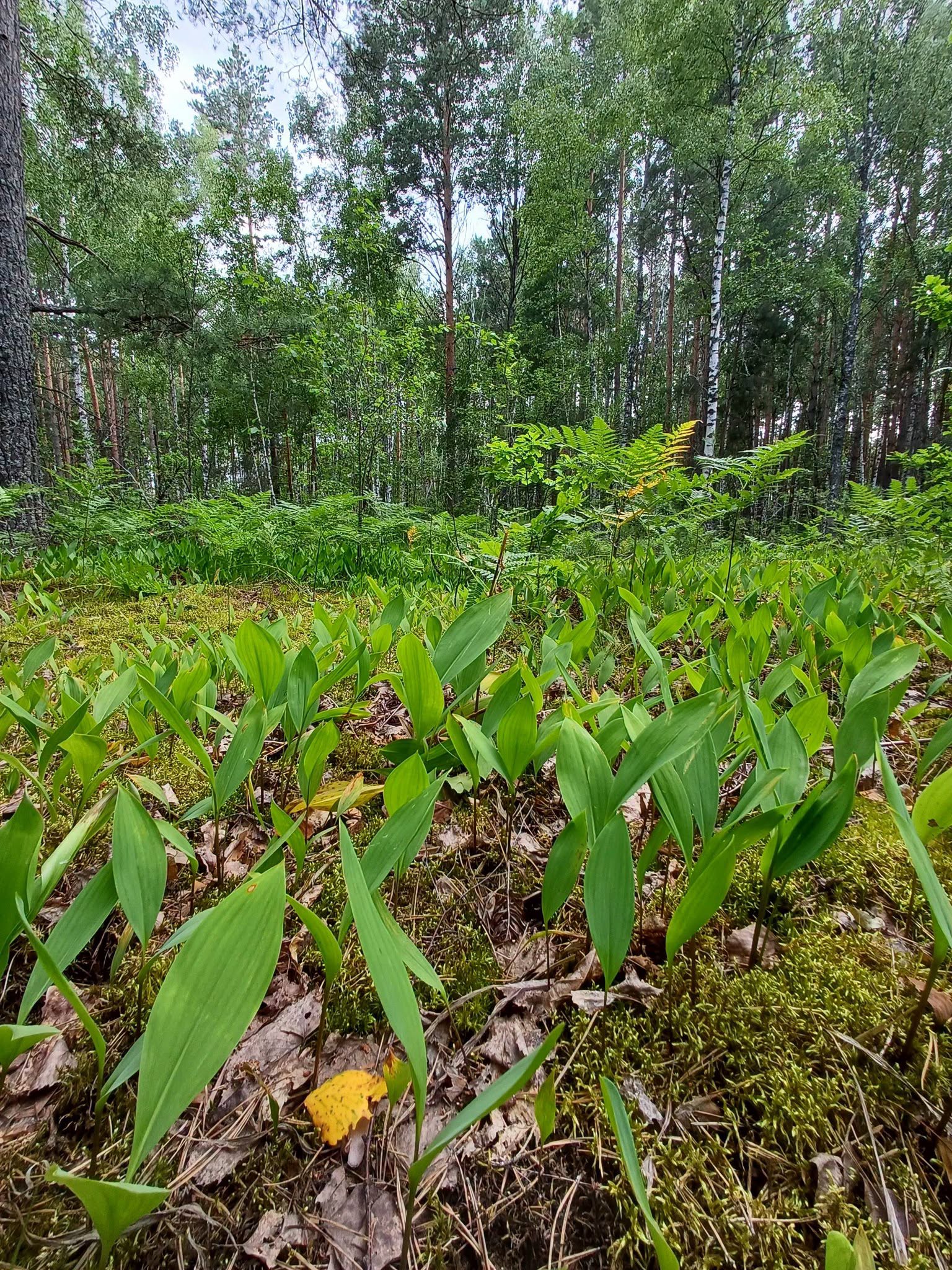 Не лише трагедія: 20 фактів про Чорнобильський заповідник, які варто знати - фото 17