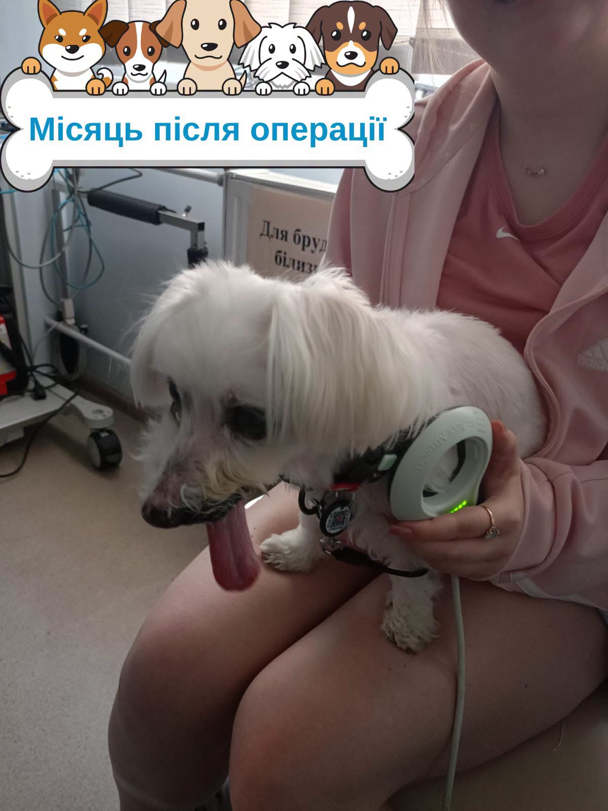Київські кардіохірурги та ветеринари врятували 16-річну собаку з тяжкою хворобою серця - фото 4
