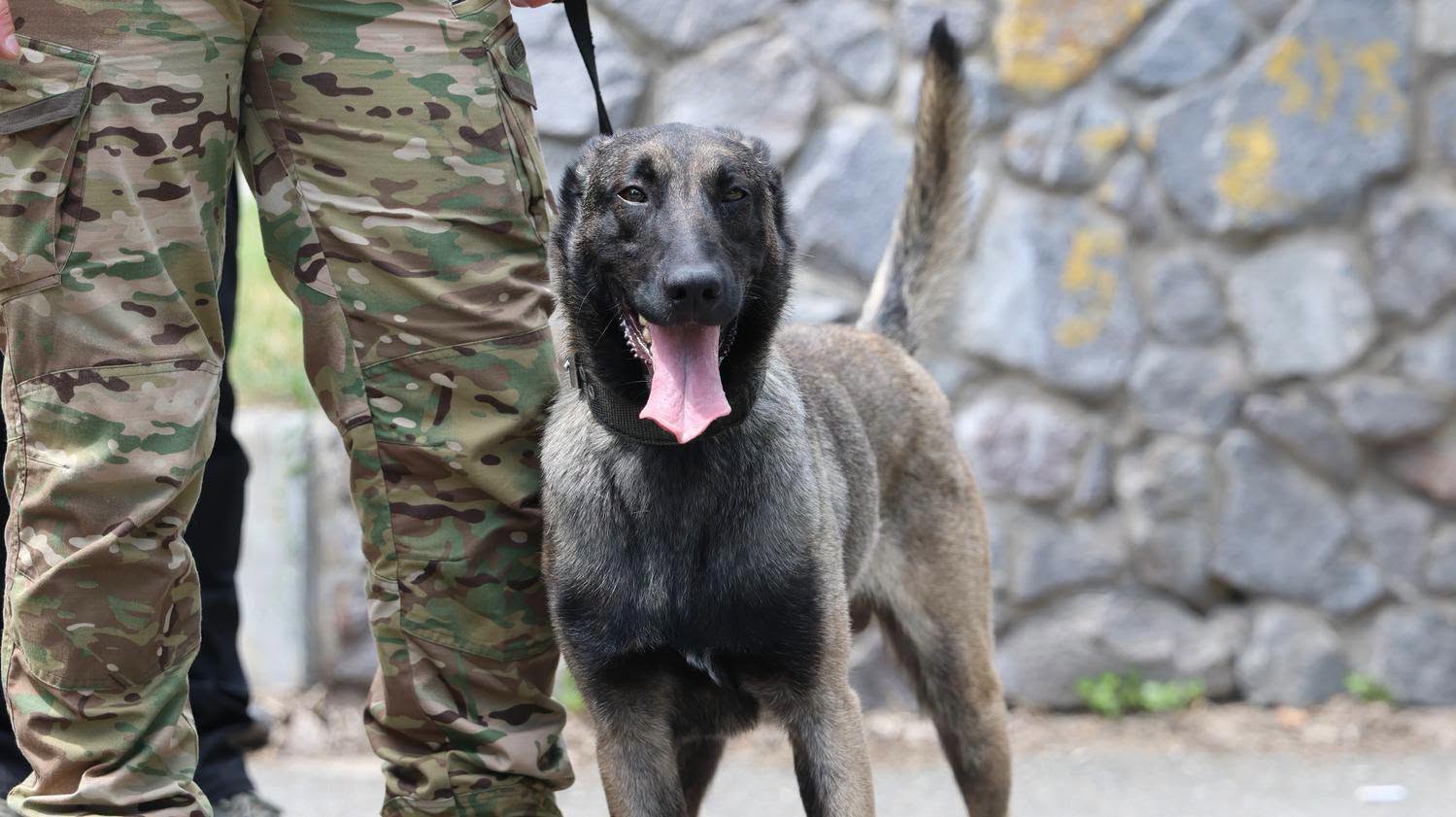 Перший військовий K9-забіг DRYLAND CANICROSS пройшов у Києві та увійшов до Книги рекордів України - фото 2