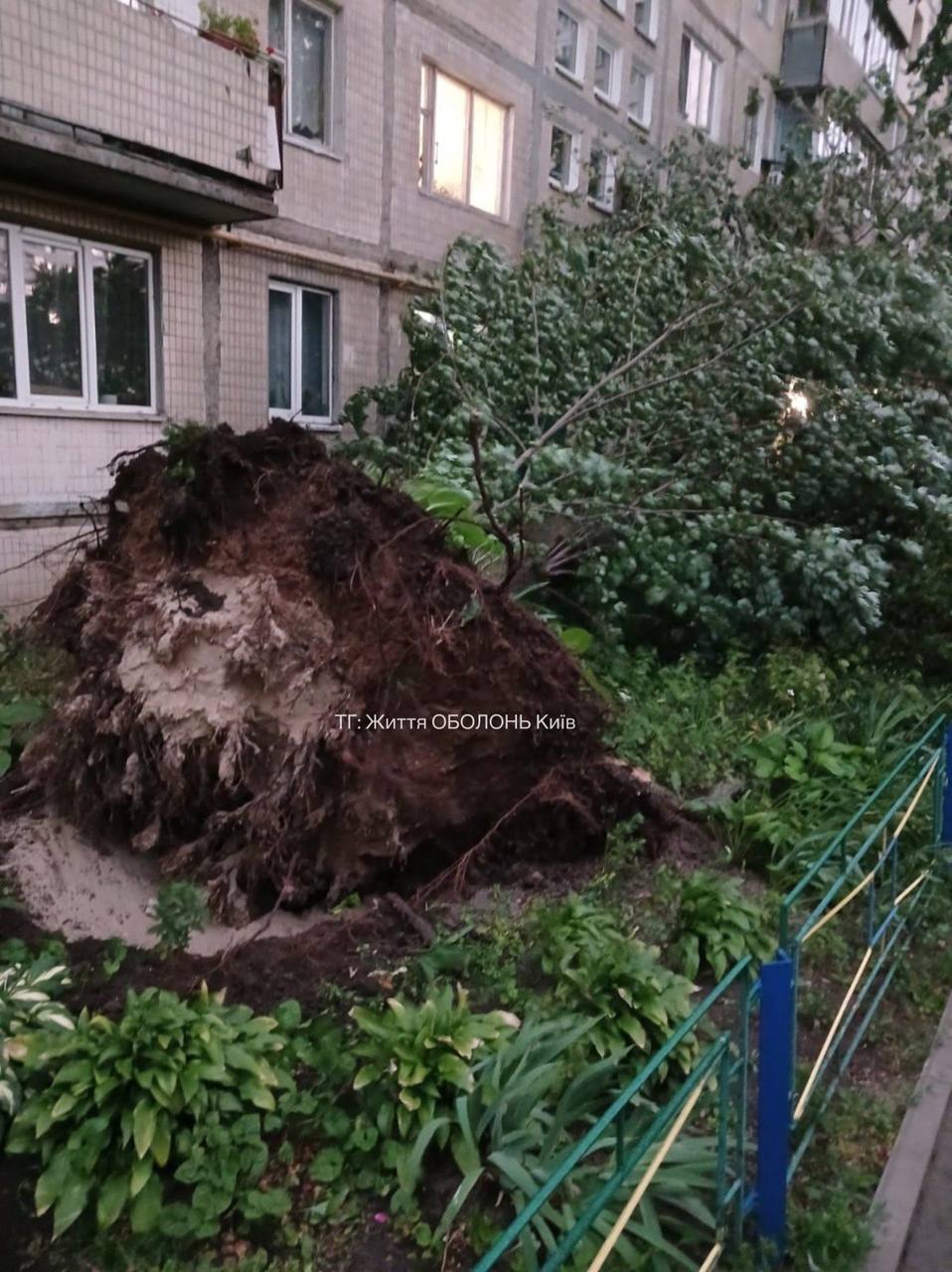 Повалені дерева, побиті авто та знеструмлення: наслідки негоди у Києві та області - фото 11