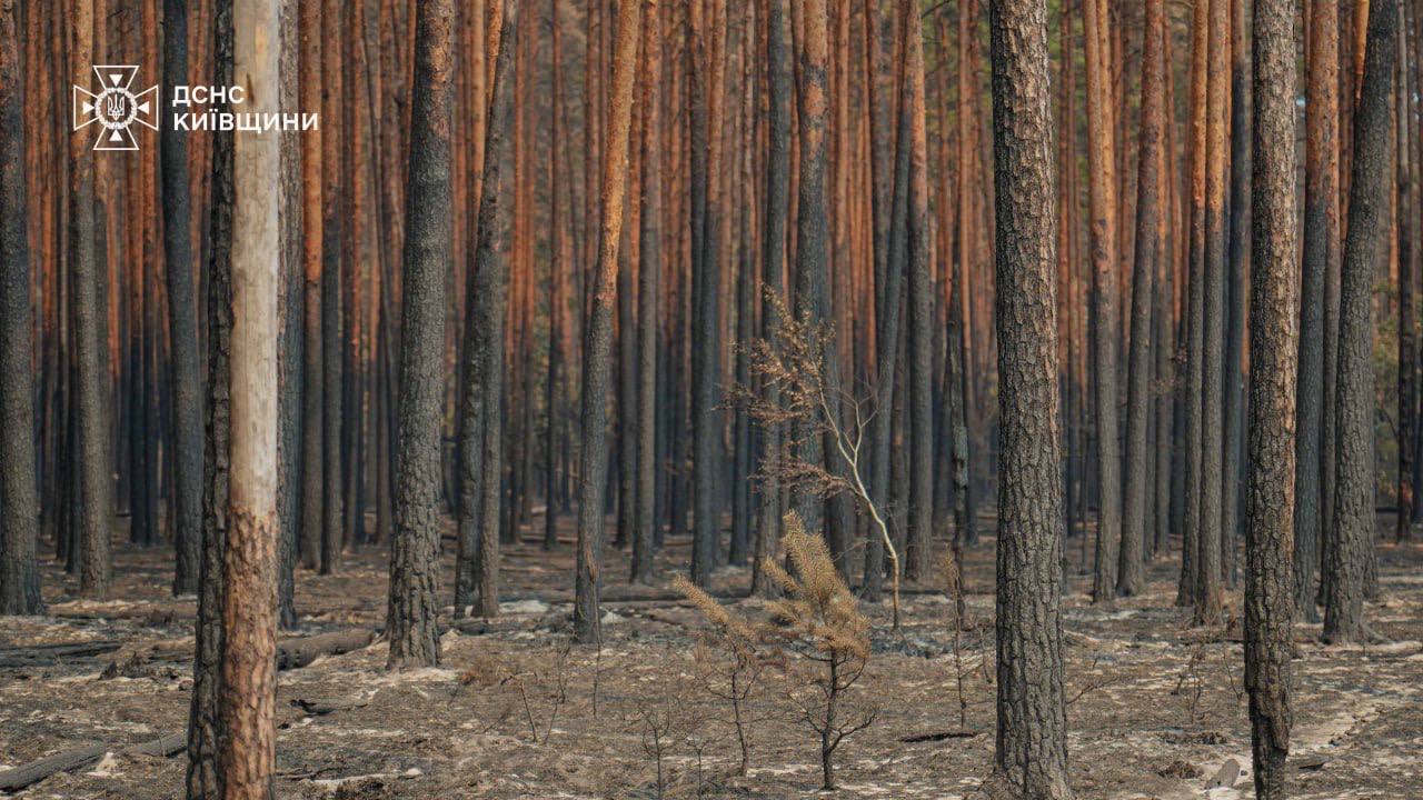 У Чорнобильській зоні загасили пожежу на 130 гектарах: боротьба з вогнем триває