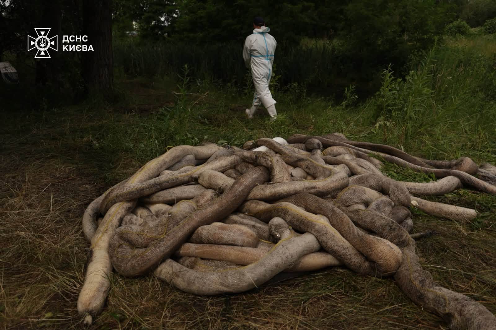 Після російського обстрілу в Києві гине риба, птахи й жаби: ДСНС третю добу очищає озеро - фото 10