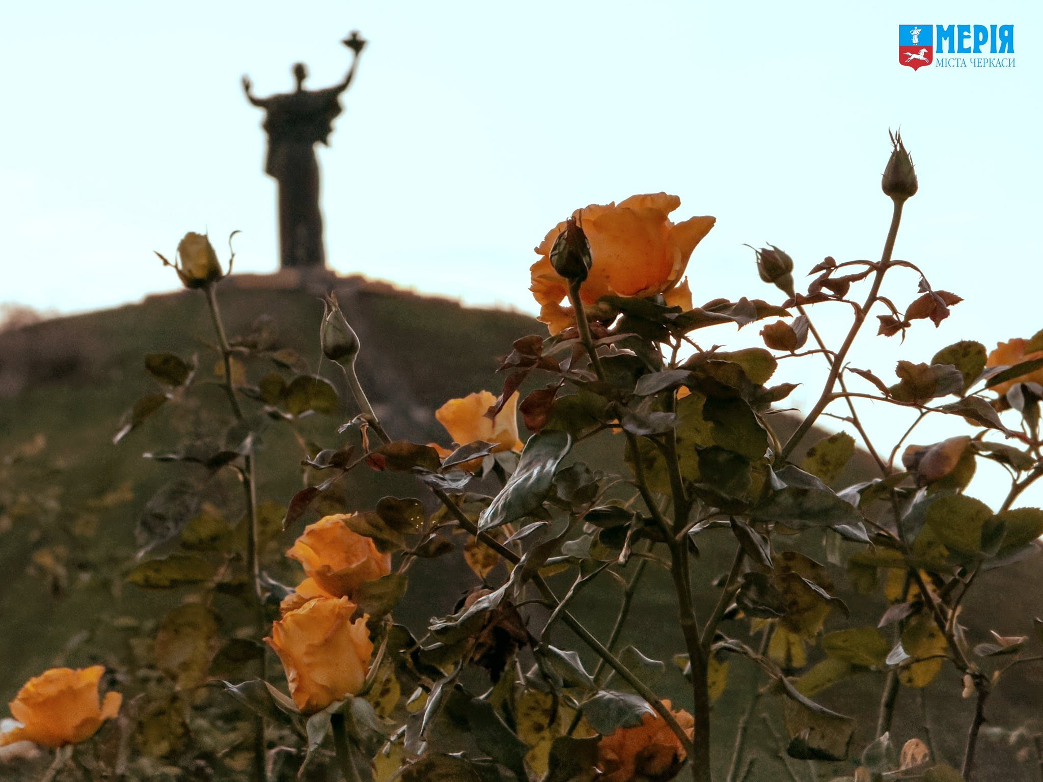Візитна картка Черкас – неймовірна Долина троянд на березі Дніпра. Фото
